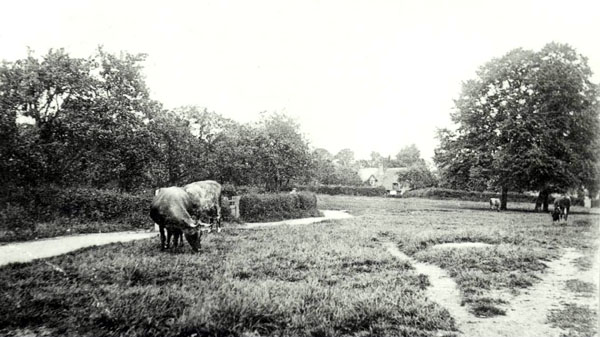 Z50-21-14 The Green about 1900